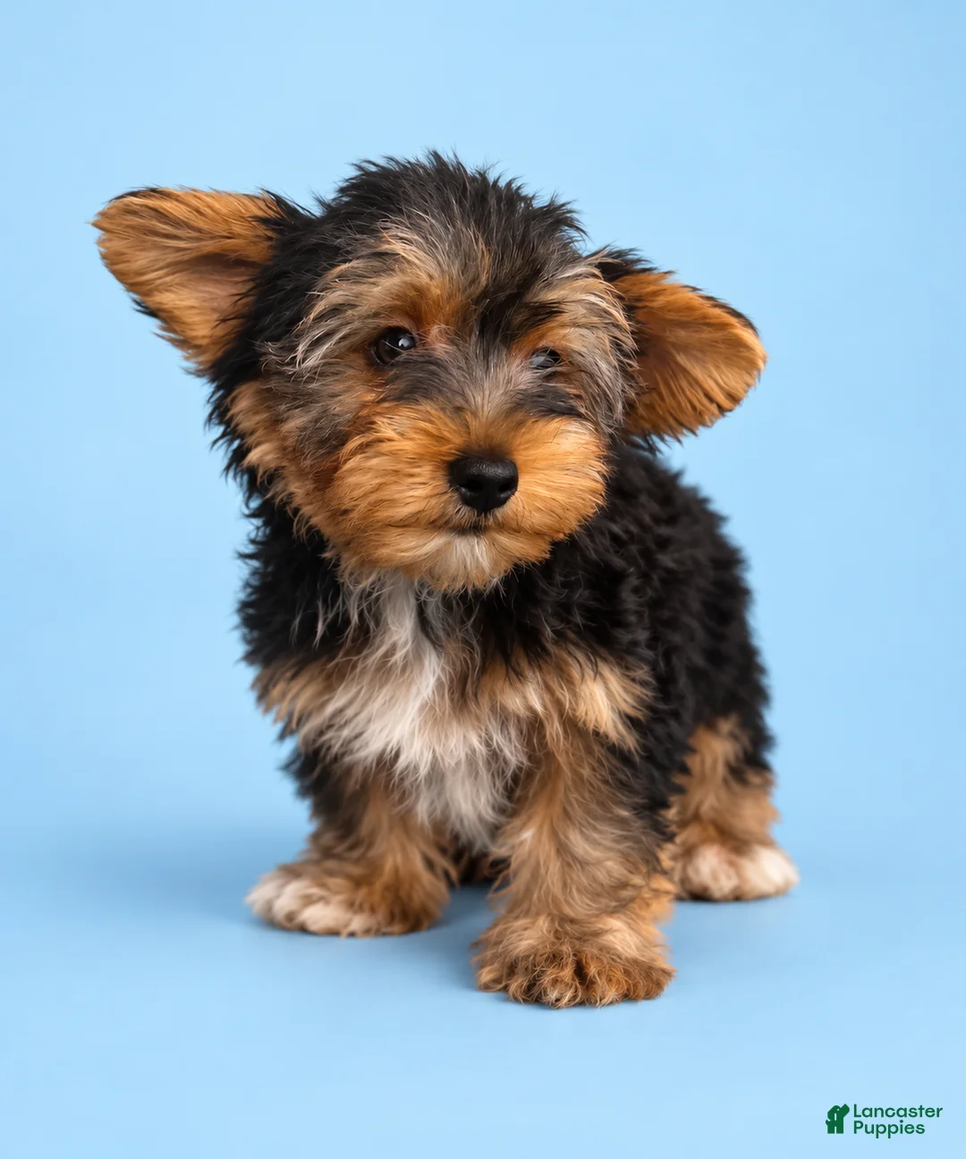 Yorkshire Terrier dogs for sale: Jet - Ad 1
