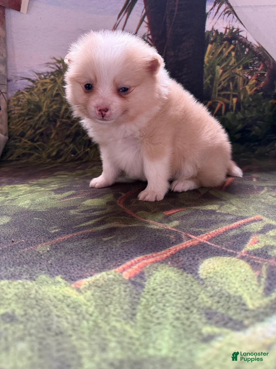Pomeranian dogs for sale: Ryan - Ad 14
