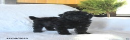 Miniature Poodle dogs for sale: Pongo - Ad 1
