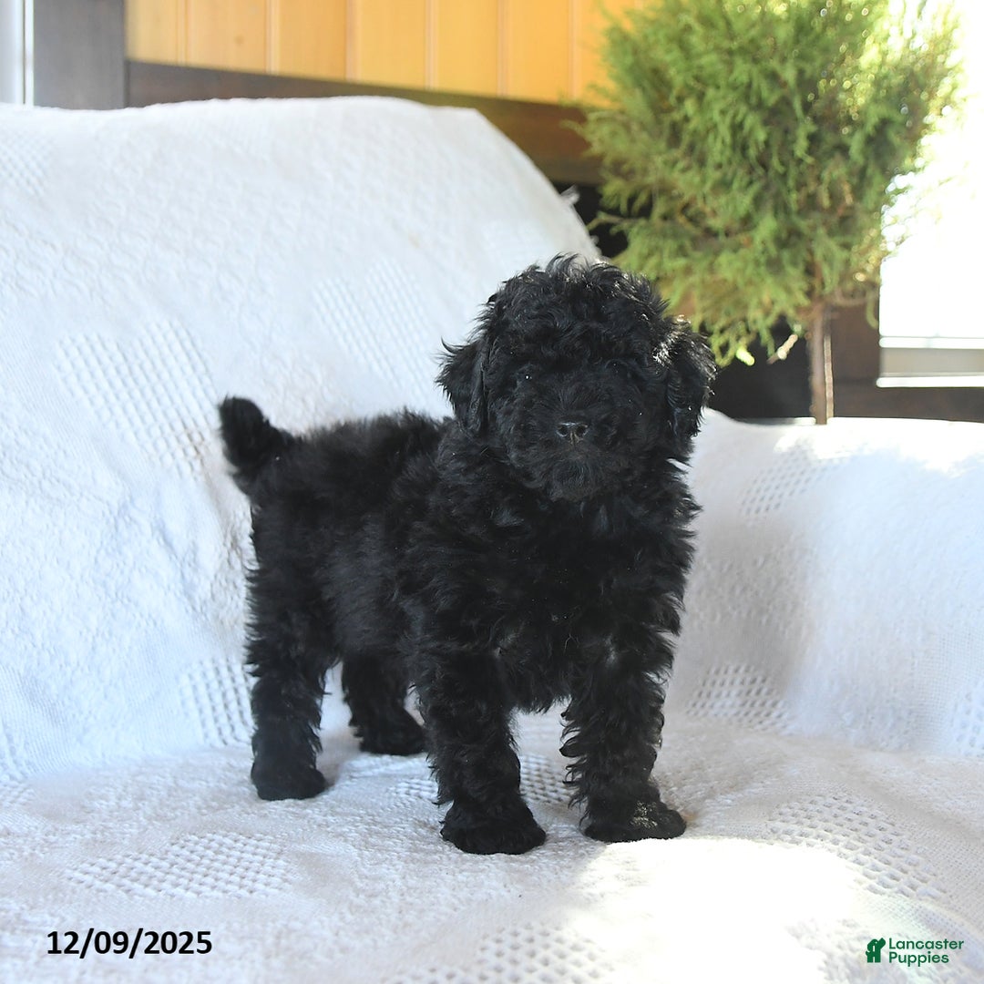 Miniature Poodle dogs for sale: Pongo - Ad 1