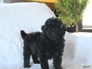 Miniature Poodle dogs Pongo - Ad 18