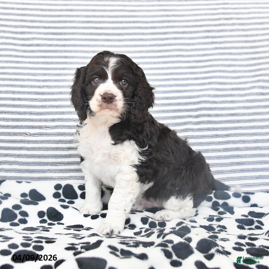 Mixed Breed dogs Patches - Ad 1