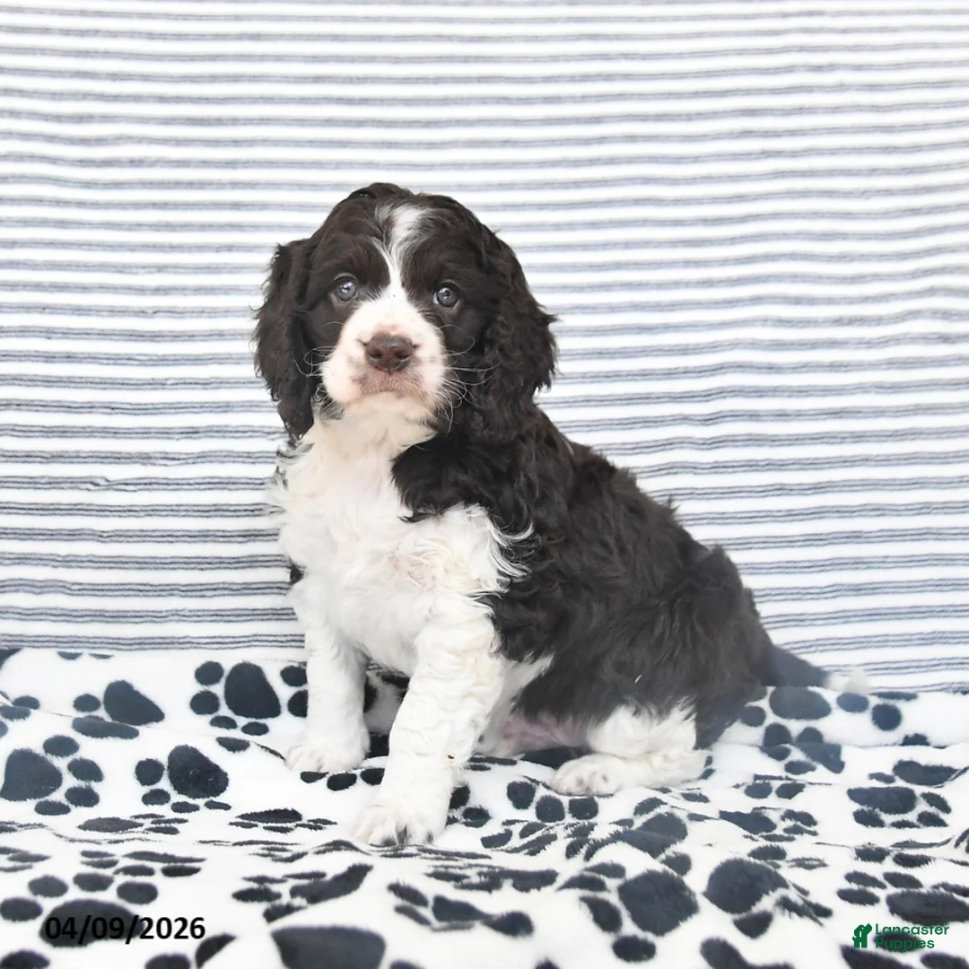 Mixed Breed dogs for sale: Patches - Ad 1