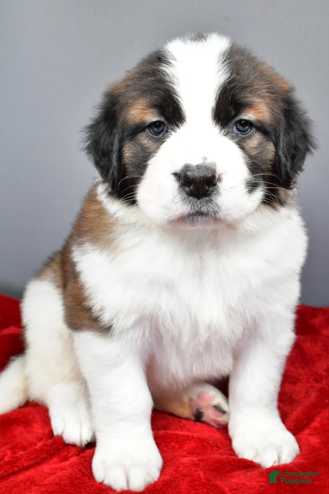 Saint Bernard dogs for sale: nikki - Ad 7