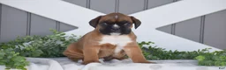 Boxer dogs for sale: Gigi - Ad 5