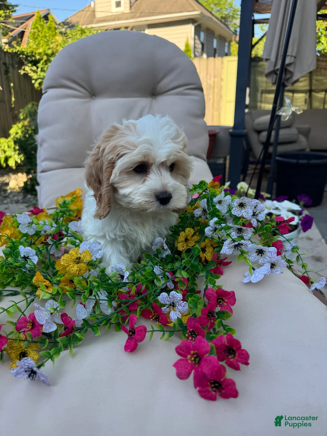 Cockapoo dogs for sale: Cory - Ad 2