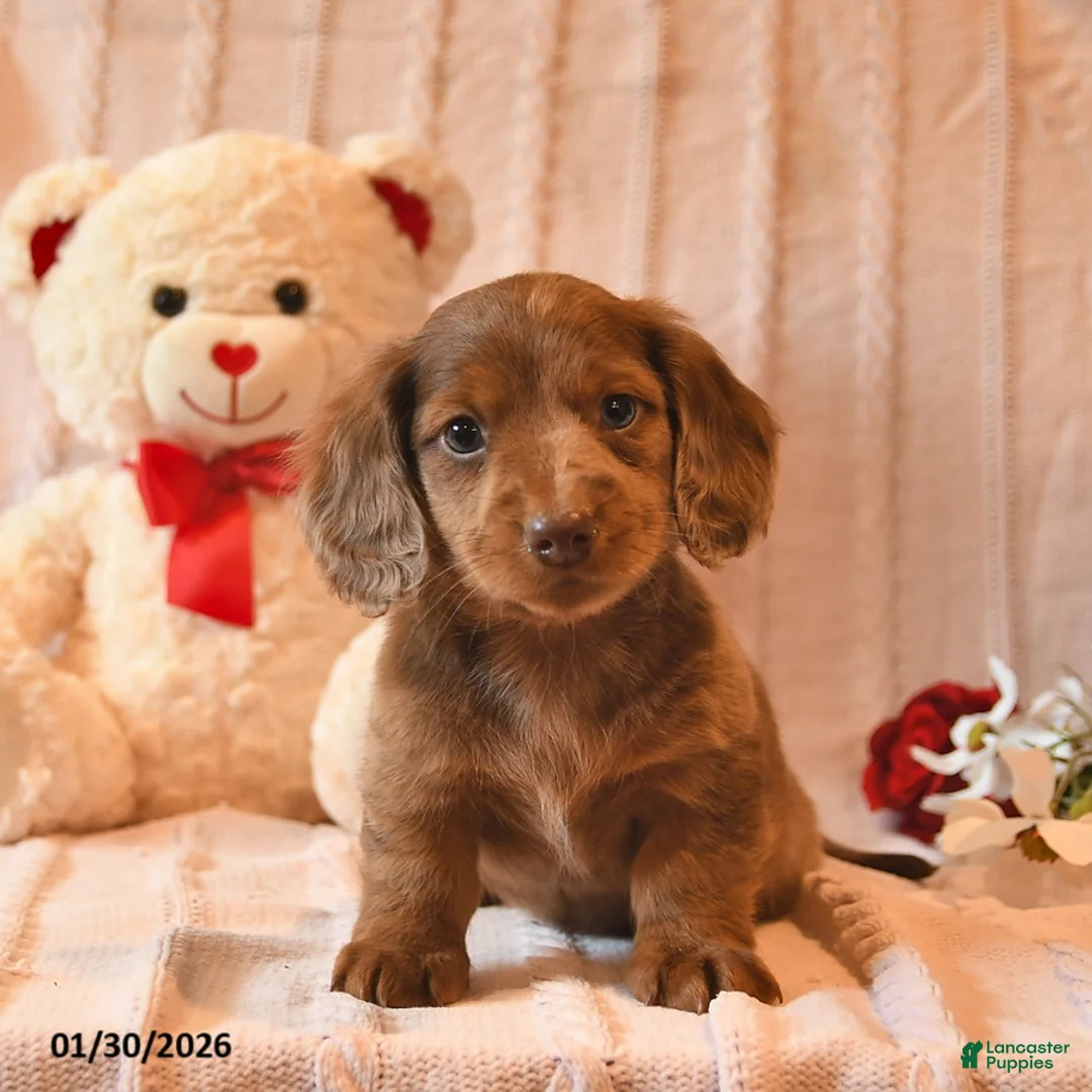 Miniature Dachshund dogs for sale: Huccup  - Ad 3