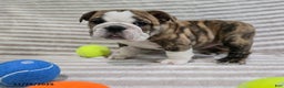English Bulldog dogs for sale: Maria  - Ad 3