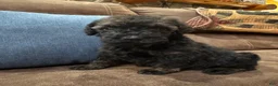 Standard Poodle dogs for sale: Mocha - Ad 4