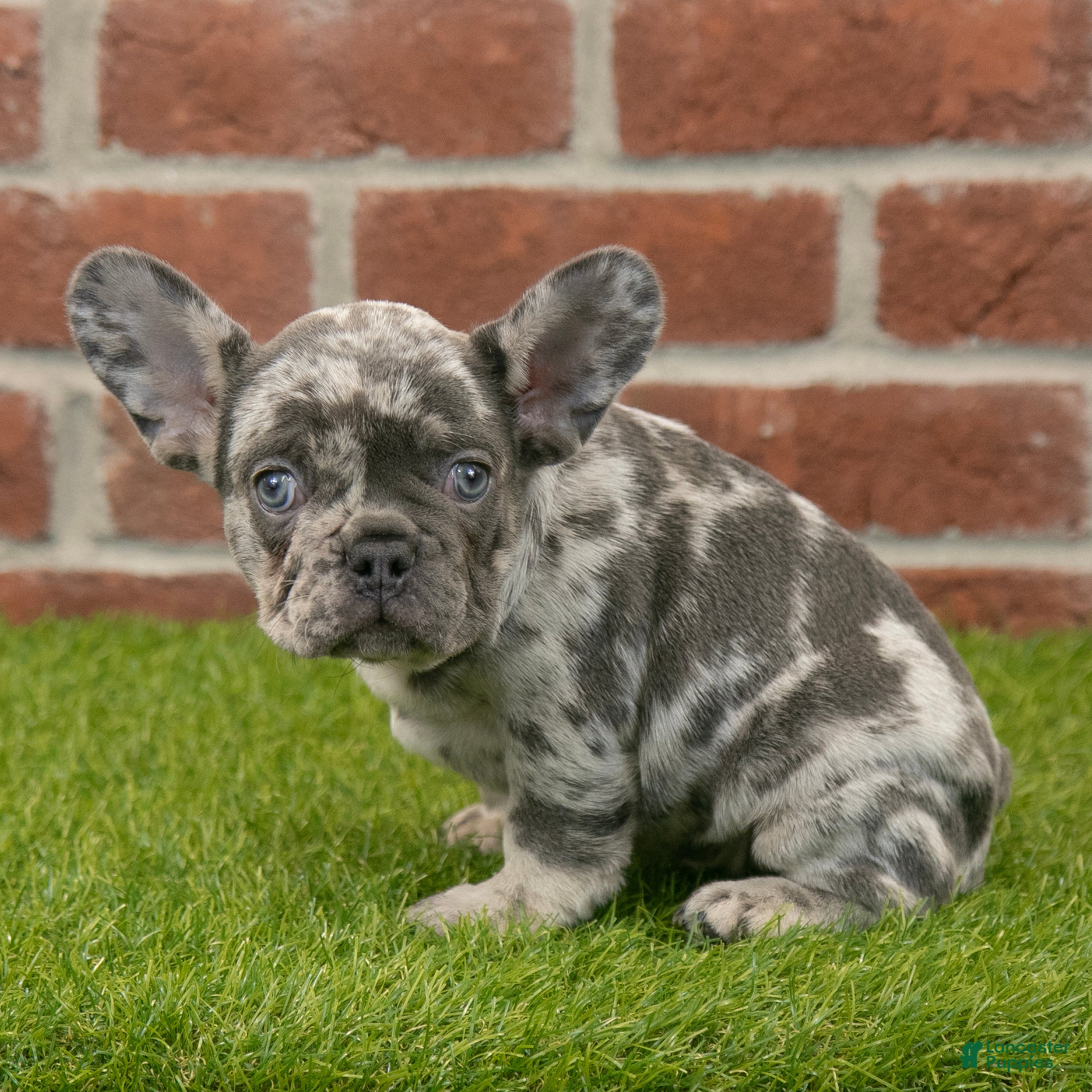 French Bulldog dogs Diesel - Ad 3