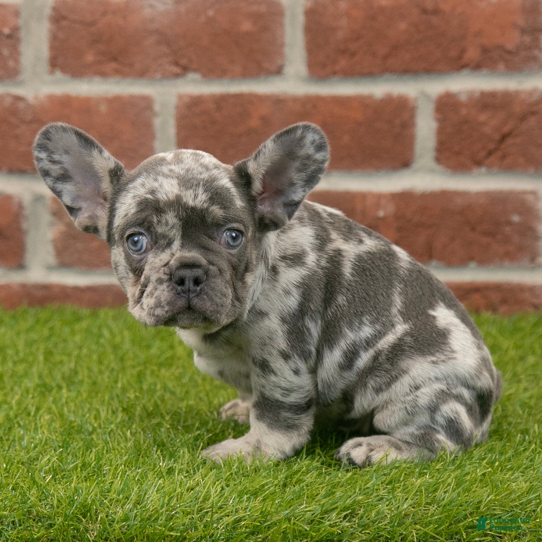 French Bulldog dogs for sale: Diesel - Ad 1
