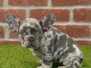 French Bulldog dogs Diesel - Ad 7
