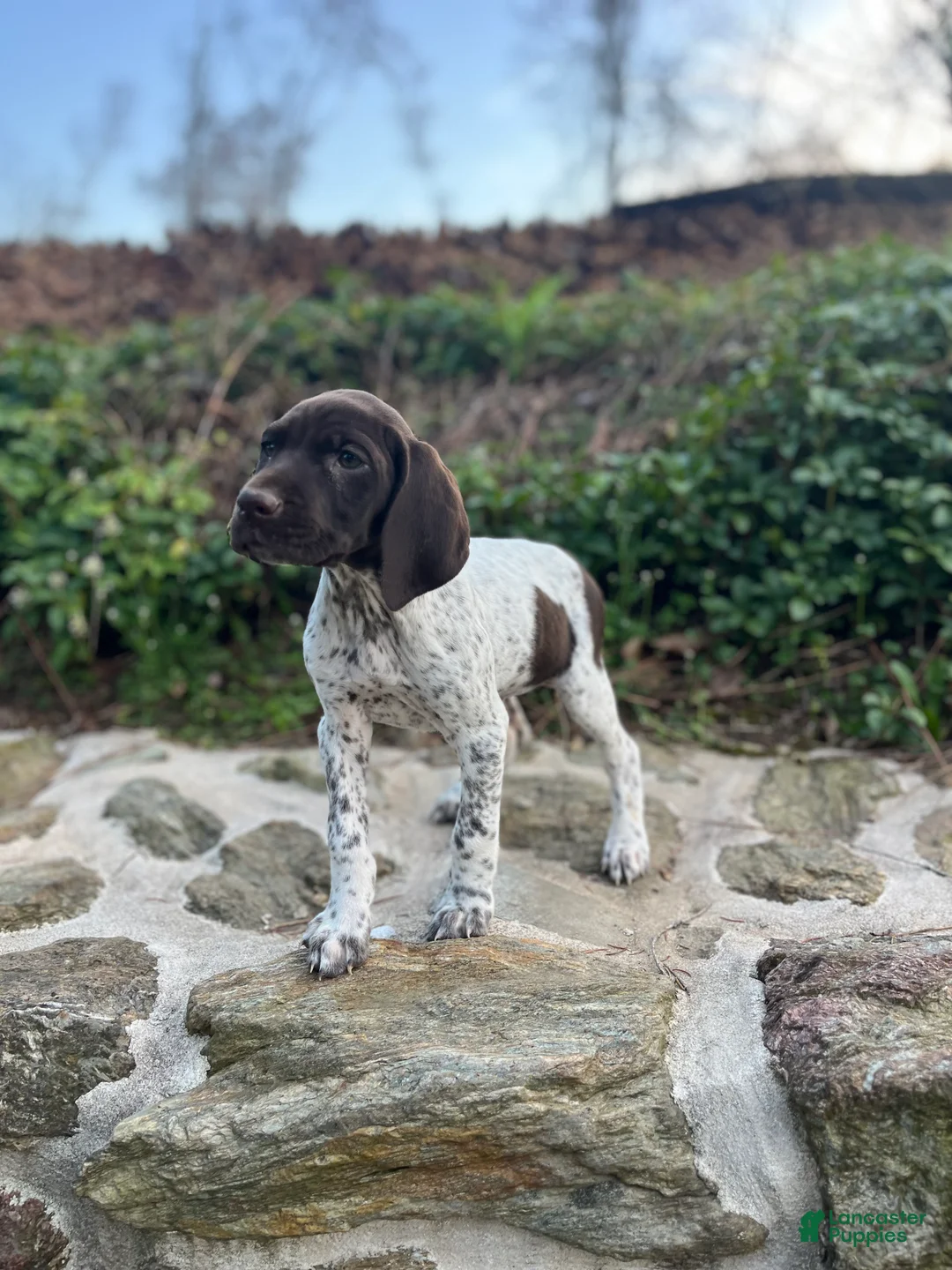 German Shorthaired Pointer dogs for sale: German Shorthaired Pointer Puppy Molly - Ad 1