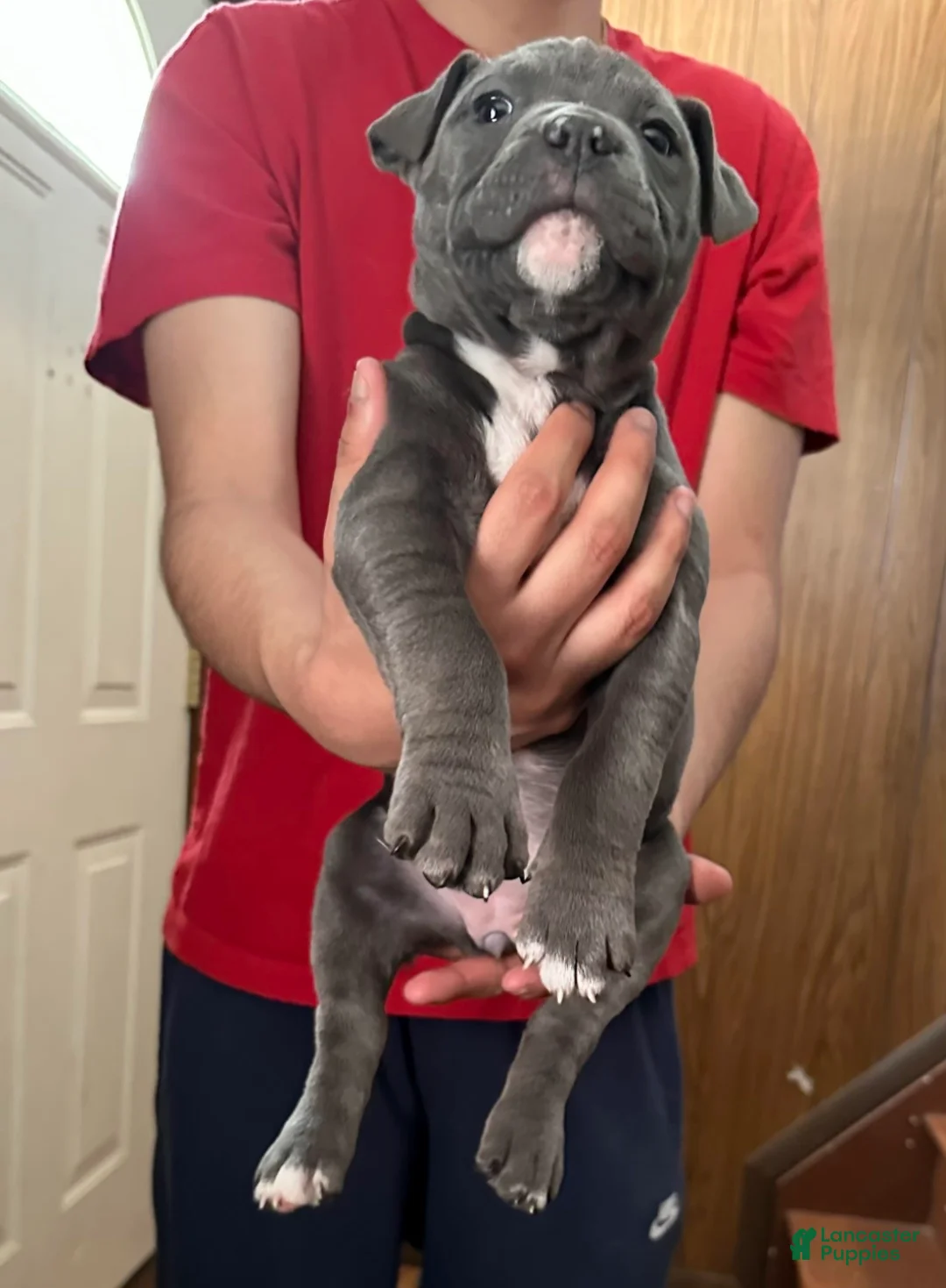 American Bully dogs for sale:  "SNOOP DOGG" - Ad 2