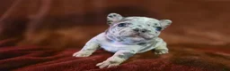 French Bulldog dogs for sale: Ruby - Ad 5