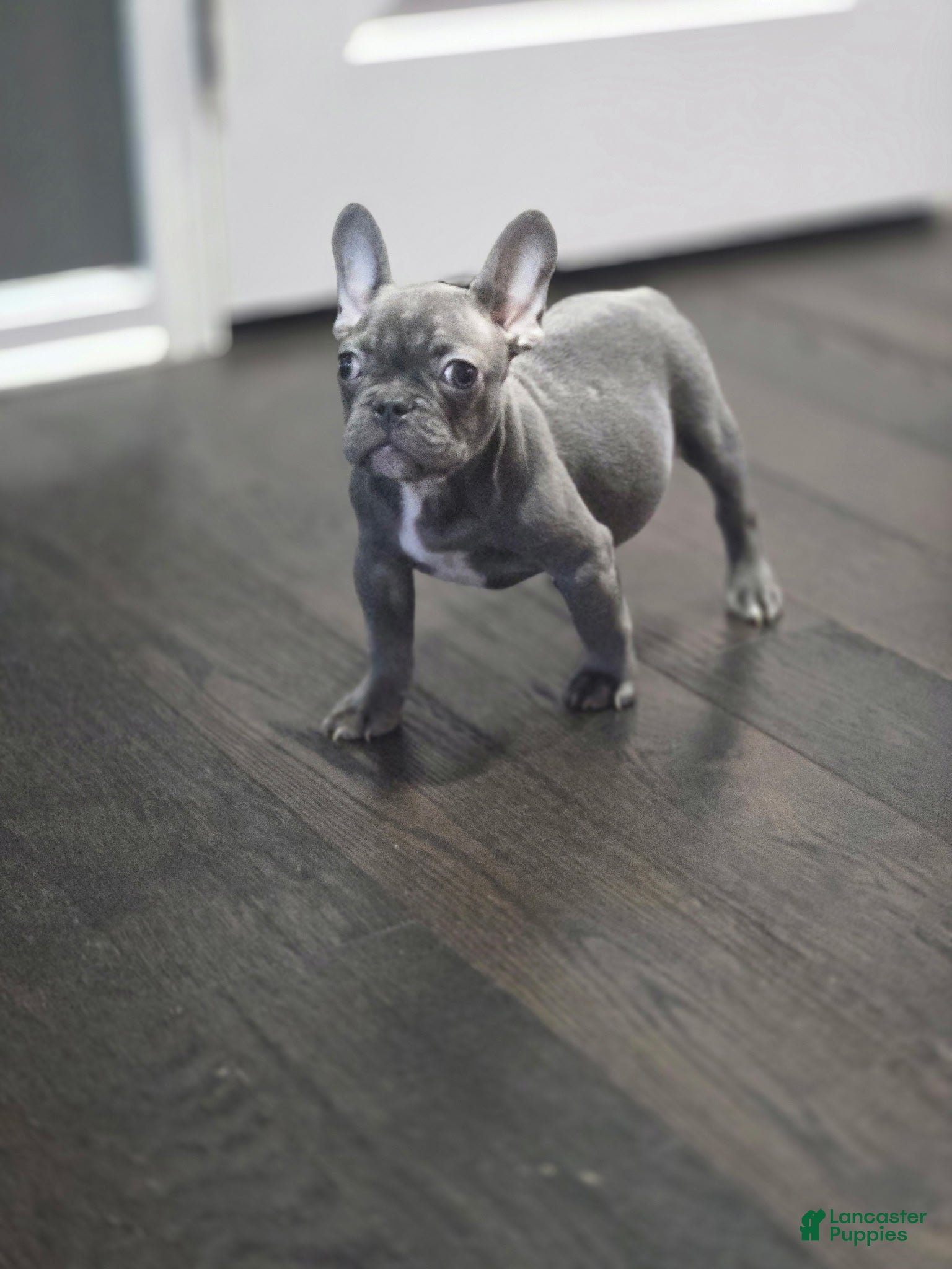 French Bulldog dogs Bluey - Ad 9