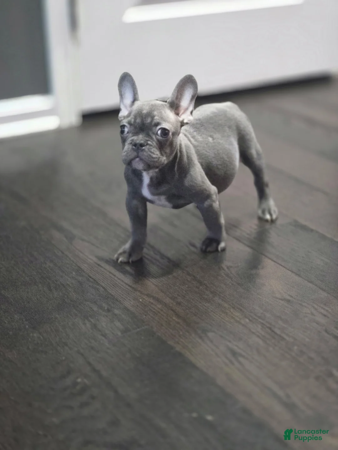 French Bulldog dogs for sale: Bluey - Ad 1