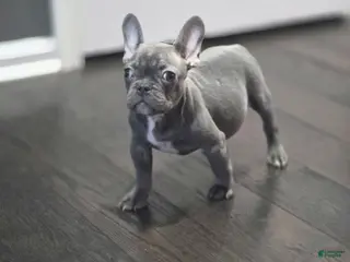 French Bulldog dogs Bluey - Ad 9