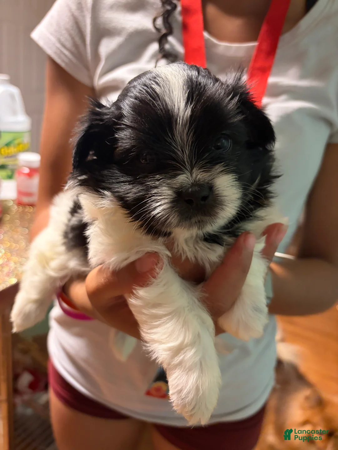 Mixed Breed dogs for sale: Mixed Breed 2 - Ad 2