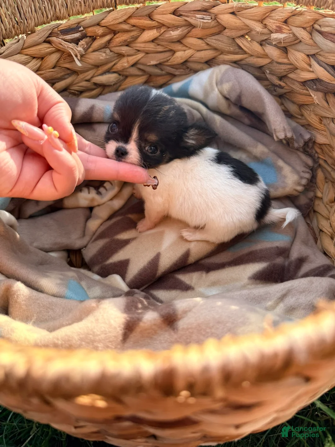 Chihuahua dogs for sale: Male  - Ad 1