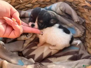 Chihuahua dogs Male - Ad 19