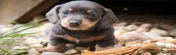 Miniature Dachshund dogs for sale: GiGi - Ad 3