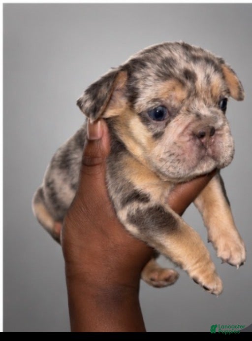 French Bulldog dogs Halo  - Ad 1