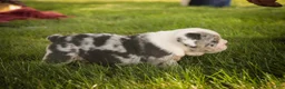 English Bulldog dogs for sale: Seth English Bulldog  - Ad 8