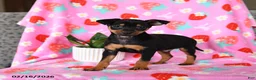Miniature Pinscher dogs for sale: Charlie - Ad 3