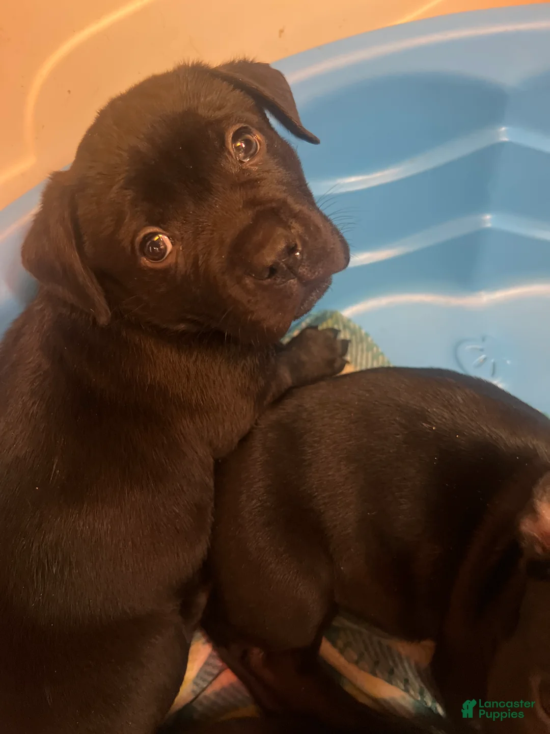 Mixed Breed dogs for sale: Mixed Breed Puppy 1 - Ad 1