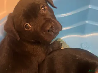 Mixed Breed dogs Mixed Breed Puppy 1 - Ad 6