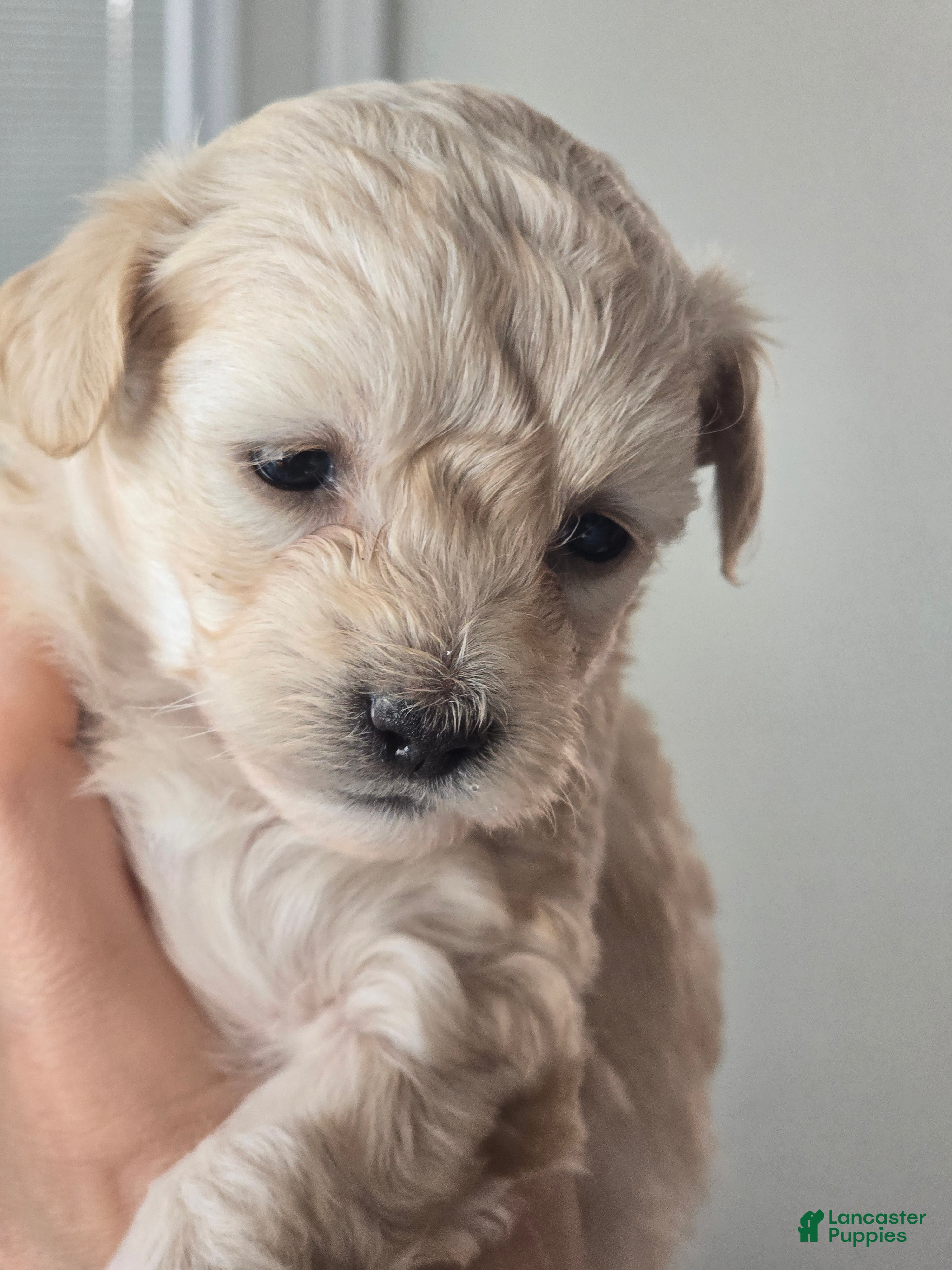 Maltipoo dogs Maltipoo Puppy 1 - Ad 17