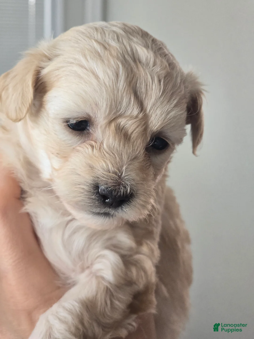 Maltipoo dogs for sale: Maltipoo Puppy 1 - Ad 1