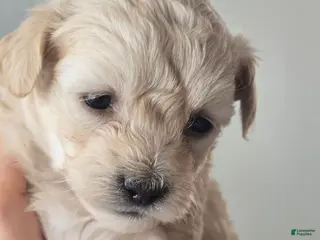 Maltipoo dogs Maltipoo Puppy 1 - Ad 17