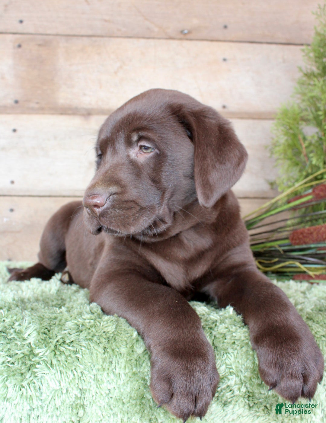 Labrador Retriever dogs for sale: Whinchester  - Ad 6