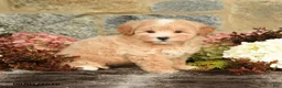 Maltipoo dogs for sale: Loren - Ad 5