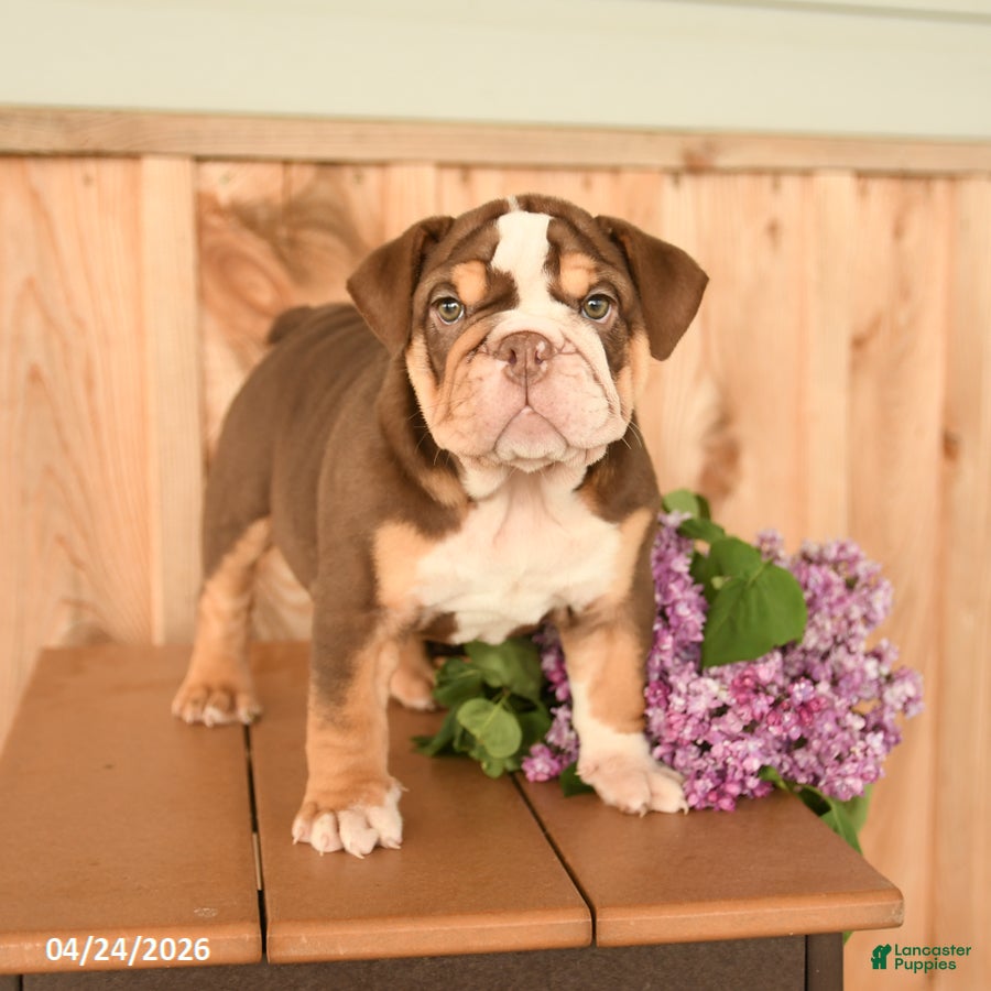 English Bulldog dogs Daffodil - Ad 1