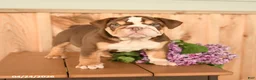 English Bulldog dogs for sale: Daffodil - Ad 1