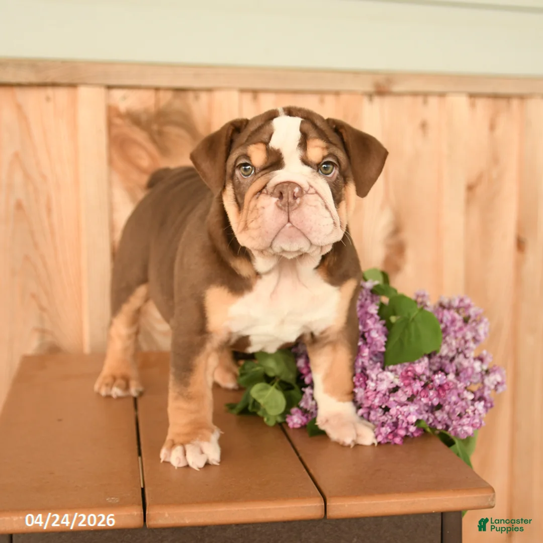 English Bulldog dogs for sale: Daffodil - Ad 1