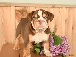 English Bulldog dogs for sale: Daffodil - Ad 1