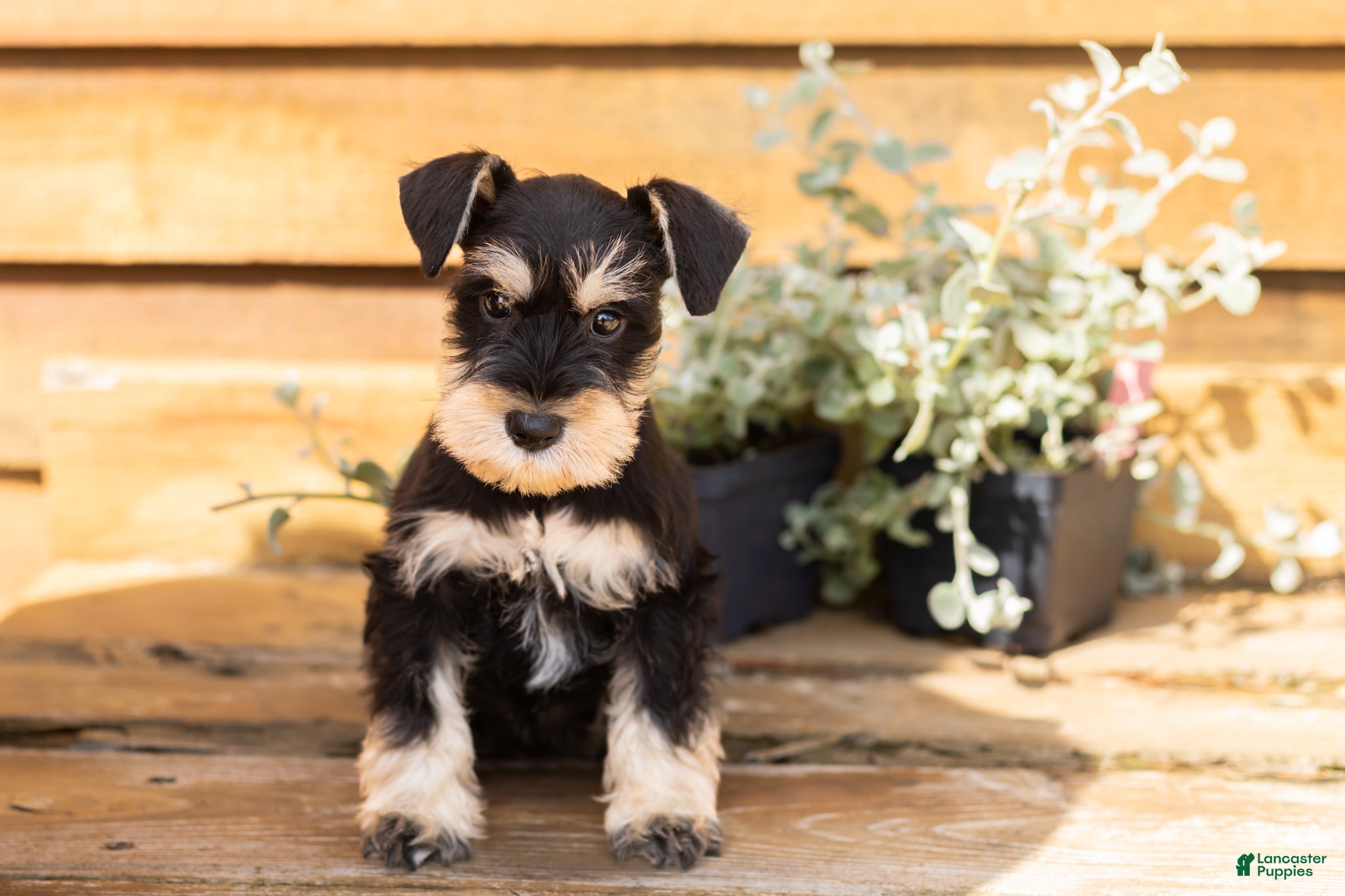 Miniature Schnauzer dogs Carson  - Ad 15