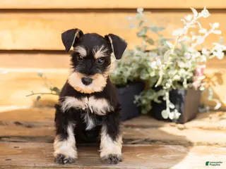 Miniature Schnauzer dogs Carson - Ad 15