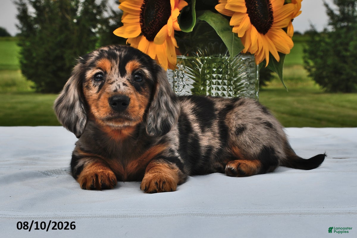 Miniature Dachshund dogs Blueberry - Ad 1