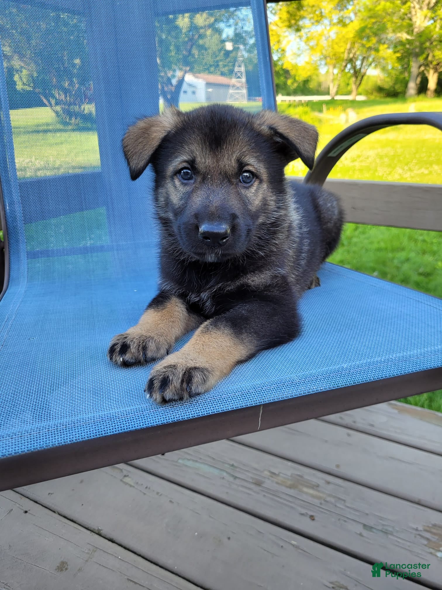 Mixed Breed dogs Odin - Ad 1