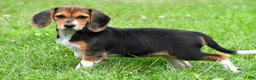 Beagle dogs for sale: Vicki - Ad 2