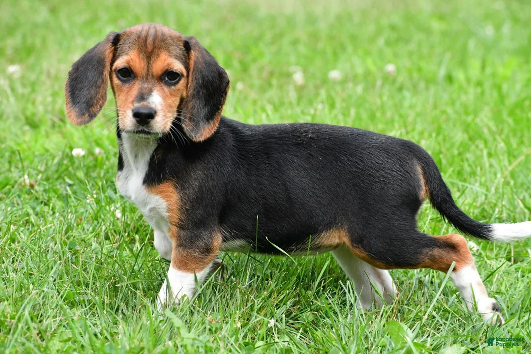 Beagle dogs for sale: Vicki - Ad 2