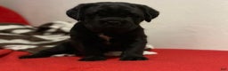 Cane Corso dogs for sale: Titan - Ad 4