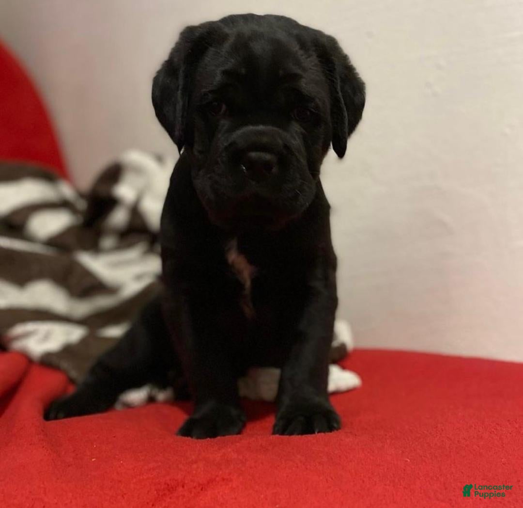 Cane Corso dogs for sale: Titan - Ad 4