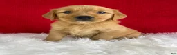 Golden Retriever dogs for sale: Simba - Ad 5