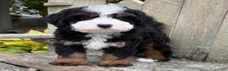 Mini Bernedoodle dogs for sale: 💚IN BOSTON MASSACHUSETTS AREA💚TRADITIONAL TRI COLOR💚MINI BERNEDOODLE BOY💚 - Ad 6